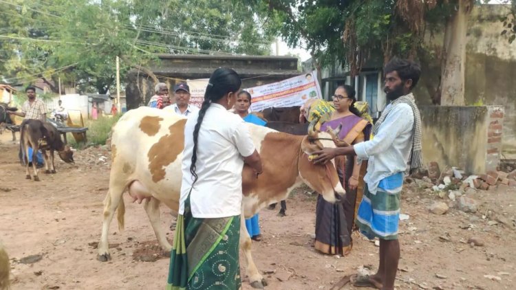 ஓட்டப்பிடாரத்தில் சிறப்பு கால்நடை மருத்துவ முகாம்