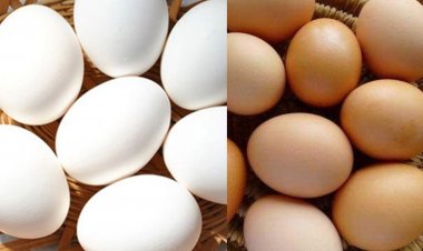 வீட்டில் உணவு பாதுகாப்பு - தினம் ஒரு தகவல் : நாட்டுக்கோழி முட்டையா அல்லது லெக்கான் கோழி முட்டையா? கண்டரிவது எப்படி..?