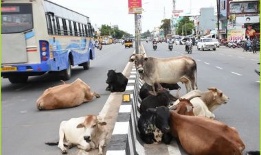 தூத்துக்குடி மாநகர பகுதிகளில் திரியும் கால்நடைகள் பறிமுதல் செய்யப்படும் - மாநகராட்சி ஆணையர் எச்சரிக்கை!!