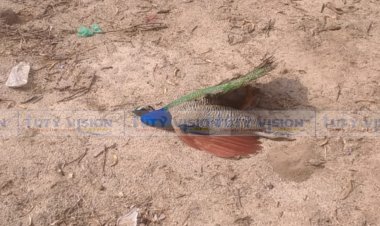 முத்தையாபுரம் அருகே மின்சாரம் தாக்கி உயிரிழந்த மயில் வனத்துறையினரிடம் ஒப்படைப்பு!!