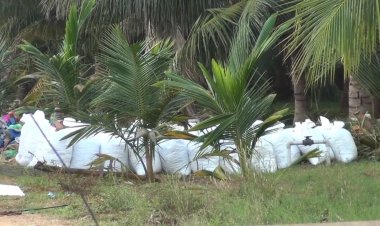 தோட்டத்தில் பதுக்கி வைத்திருந்த 2,500 கிலோ கஞ்சா பறிமுதல் : 7பேர் கைது!