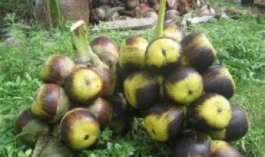 தூத்துக்குடியில் பரிதாபம் நுங்கு விழுந்து 14 வயது சிறுவன் பரிதாப பலி!