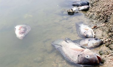 தூத்துக்குடி கோக்கூர் குளத்தில் செத்து மிதக்கும் மீன்கள்: தூர்நாற்றம் வீசுவதால் மக்கள் அவதி!