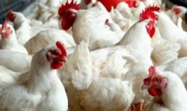 தூத்துக்குடியில் மீன், கோழி இறைச்சி விலை அதிகரிப்பு!