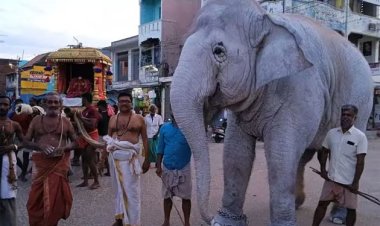 திருச்செந்தூர் கோவிலில் வெள்ளை யானை வீதி உலா: திரளான பக்தர்கள் தரிசனம்