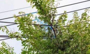 மரக்கிளையில் மின் கம்பி உரசினால் தகவல் தெரிவிக்க மின்வாரியம் வேண்டுகோள்!