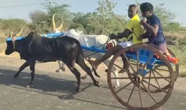 ஓட்டப்பிடாரம் அருகே கோவில் கொடை விழாவை முன்னிட்டு மாட்டுவண்டி எல்கை பந்தயம் - சீறிப்பாய்ந்து சென்ற காளைகள்!