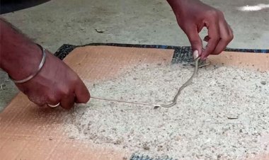 சாலையில் கண்டெடுக்கப்பட்ட அரிய வகை பவளப் பாம்பு வனத்துறையினரிடம் ஒப்படைப்பு!