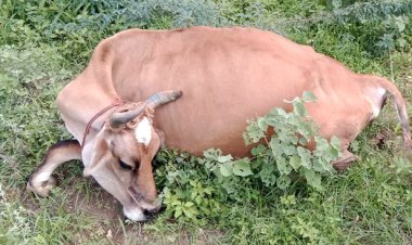 அறுந்து கிடந்த மின் கம்பியை மிதித்த பசுமாடு பலி!