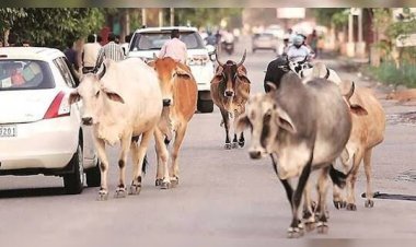 தூத்துக்குடி மாவட்டத்தை சேர்ந்த கால்நடை உரிமையாளர்களுக்கு மாவட்ட ஆட்சியர் லட்சுமிபதி கடும் எச்சரிக்கை..!