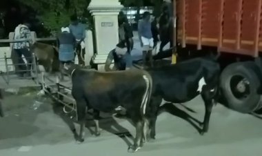 தூத்துக்குடி மாநகர் பகுதிகளில் பொதுமக்களுக்கு இடையூறாக சுற்றி திரிந்த 34 மாடுகள் பிடிக்கப்பட்டது..!