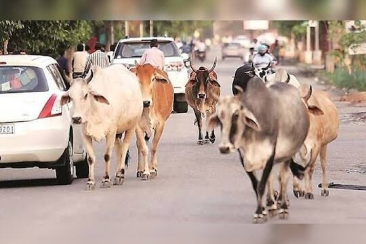 தூத்துக்குடி மாவட்டத்தை சேர்ந்த கால்நடை உரிமையாளர்களுக்கு மாவட்ட ஆட்சியர் லட்சுமிபதி கடும் எச்சரிக்கை..!