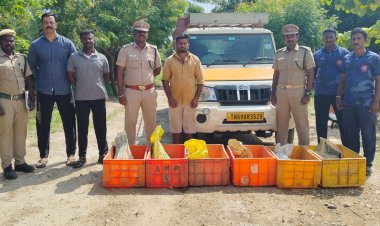 தூத்துக்குடியில் 150 கிலோ கடல் அட்டைகள் பறிமுதல் : டிரைவர் கைது..!