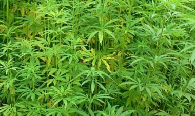 வீட்டில் கஞ்சா செடி வளர்த்த 2 பேர் கைது!