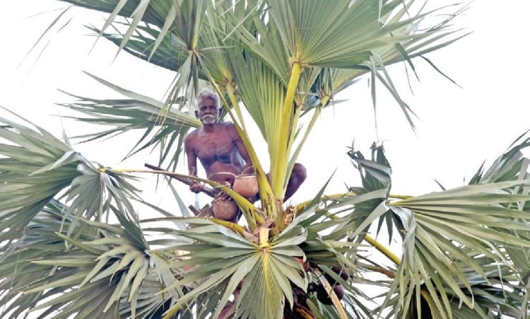 தூத்துக்குடியில் களைக்கட்டும் பதநீர் சீசன்: நகர்புறங்களுக்கு கருப்பட்டி வரத்து அதிகரிப்பு!!