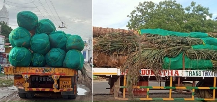 தூத்துக்குடிக்கு லாரிகளில் வந்த தென்னை மரங்கள் : கடல்வழியாக மாலத்தீவுக்கு ஏற்றுமதி!!