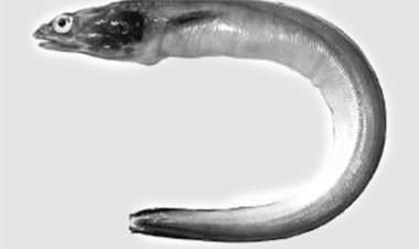 தூத்துக்குடியில் புதிய வகை விலாங்கு மீன் கண்டுபிடிப்பு: ஆய்வில் தகவல்!