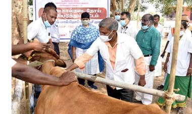 கால்நடைகளுக்கு கோமாரி நோய் தடுப்பூசி போடும் பணி: ஆட்சியர் தகவல்!