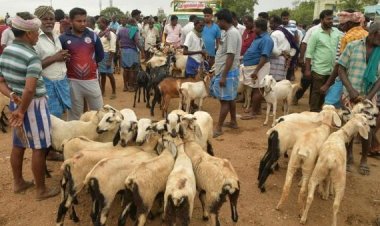 பக்ரீத் பண்டிகை: எட்டயபுரம் ஆட்டுச்சந்தையில் ரூ.4 கோடிக்கு ஆடுகள் விற்பனை!!