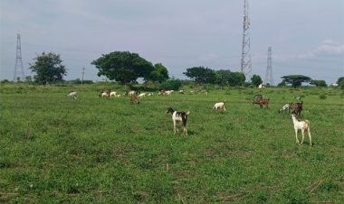 தூத்துக்குடி மாவட்டத்தில் தாகத்தை தணித்த கோடை மழை: கால்நடைகள் கொண்டாட்டம்!