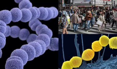 ஜப்பானில் அரிய வகை பாக்டீரியாவில் ஜப்பானில் 977 பேர் பாதிப்பு: உலக நாடுகள் அச்சம்