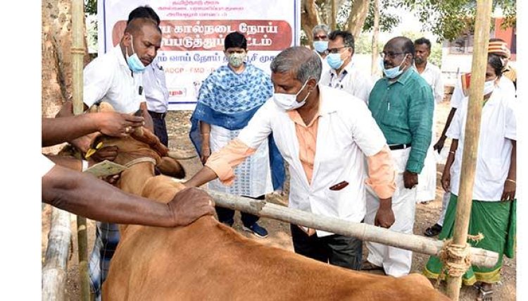 கால்நடைகளுக்கு கோமாரி நோய் தடுப்பூசி போடும் பணி: ஆட்சியர் தகவல்!