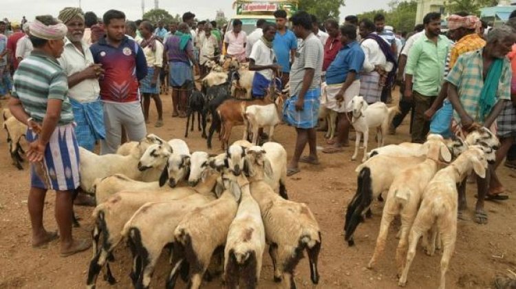 பக்ரீத் பண்டிகை: எட்டயபுரம் ஆட்டுச்சந்தையில் ரூ.4 கோடிக்கு ஆடுகள் விற்பனை!!