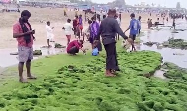 திருச்செந்தூரில் 80 அடி தூரத்திற்கு கடல் உள்வாங்கியது!!