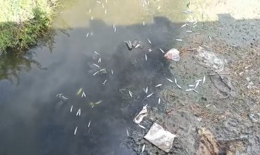 உப்பாற்று ஓடையில் செத்து மிதக்கும் மீன்கள்: ஆய்வு செய்ய பொதுமக்கள் சமூக ஆர்வலர்கள் வலியுறுத்தல்!