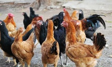 நாட்டுக்கோழி வளர்ப்புத் திட்டத்தில் பயன்பெற தொழில் முனைவோர் விண்ணப்பிக்கலாம்..!