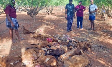 தோட்டத்தில் புகுந்து நாய்கள் கடித்து குதறியதில் 25 ஆடுகள் பலி..!