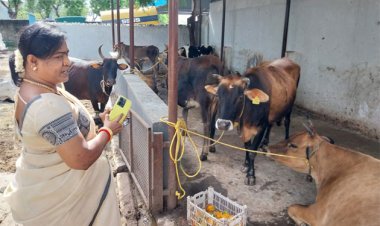 தூத்துக்குடியில் ஒரே இரவில் 25 மாடுகள் பறிமுதல் : மாநகராட்சி அதிகாரிகள் நடவடிக்கை!