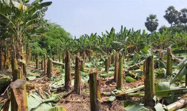 ஸ்ரீவைகுண்டம் அருகே வாழைகளை வெட்டி சாய்த்த மர்ம நபர்களுக்கு போலீஸ் வலைவீச்சு!!