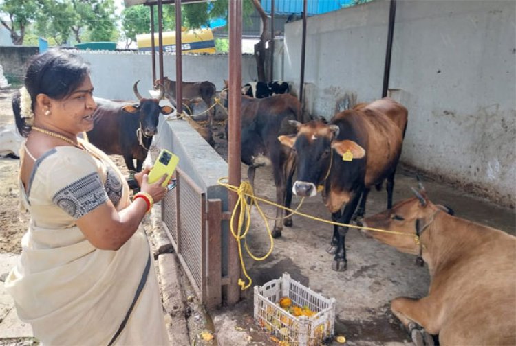 தூத்துக்குடியில் ஒரே இரவில் 25 மாடுகள் பறிமுதல் : மாநகராட்சி அதிகாரிகள் நடவடிக்கை!