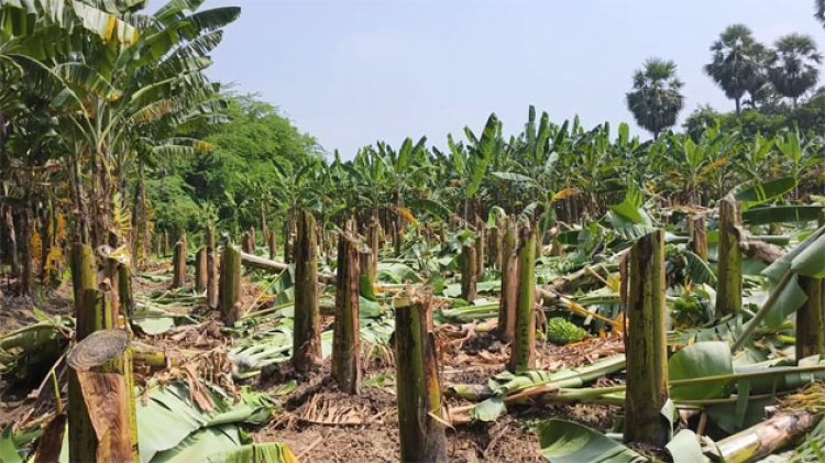 ஸ்ரீவைகுண்டம் அருகே வாழைகளை வெட்டி சாய்த்த மர்ம நபர்களுக்கு போலீஸ் வலைவீச்சு!!